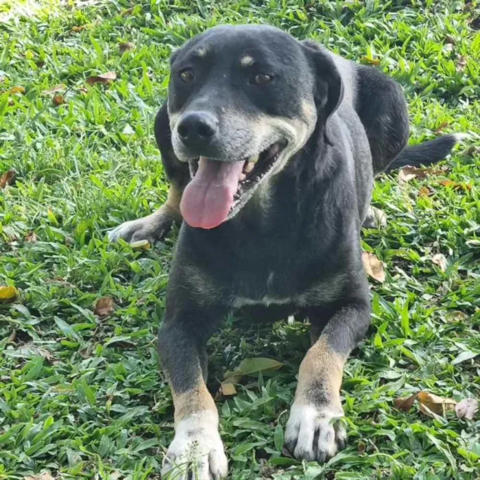 Cachorro ra a srd idade 6 ou mais anos nome NATY