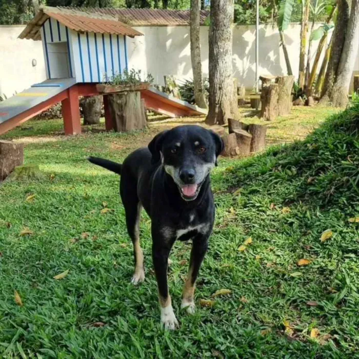 Cachorro ra a srd idade 6 ou mais anos nome NATY