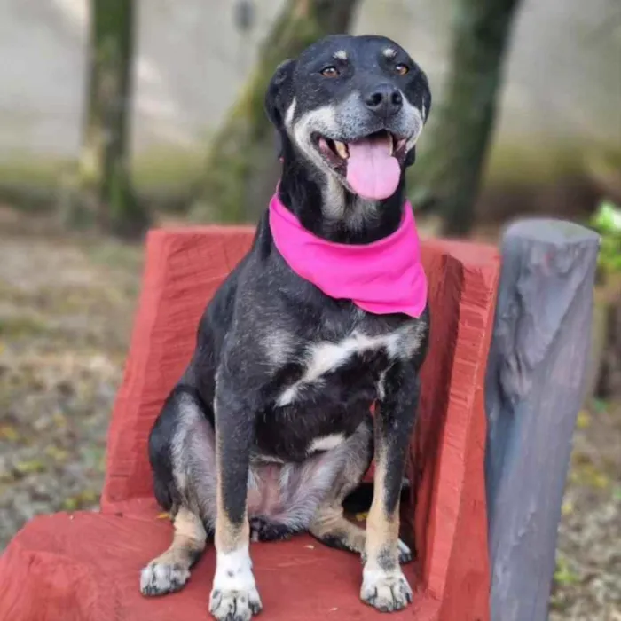 Cachorro ra a srd idade 6 ou mais anos nome NATY