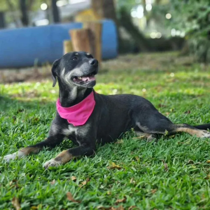 Cachorro ra a srd idade 6 ou mais anos nome NATY