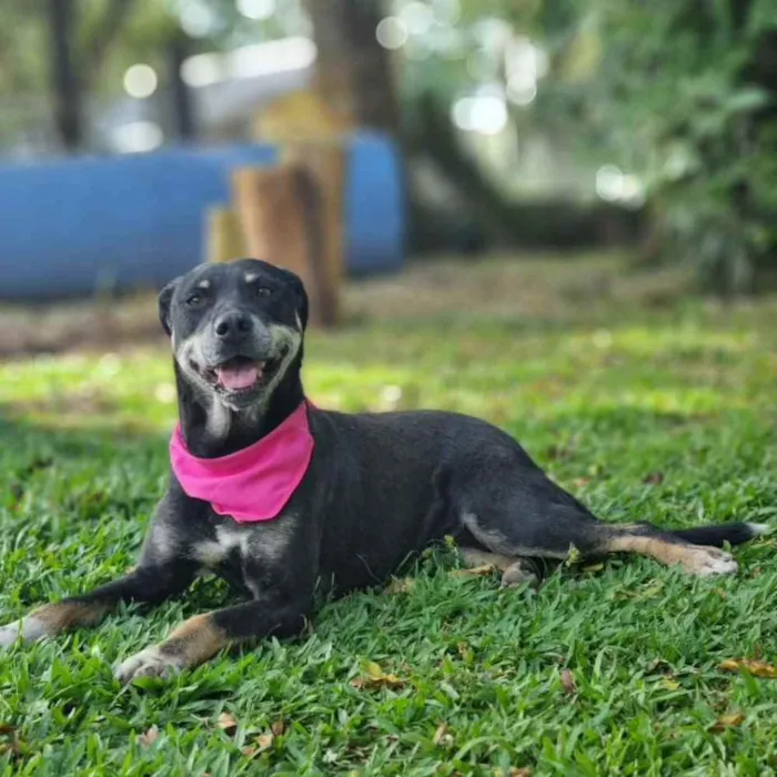 Cachorro ra a srd idade 6 ou mais anos nome NATY