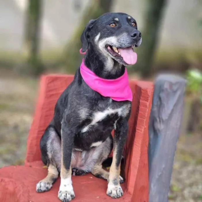 Cachorro ra a srd idade 6 ou mais anos nome NATY