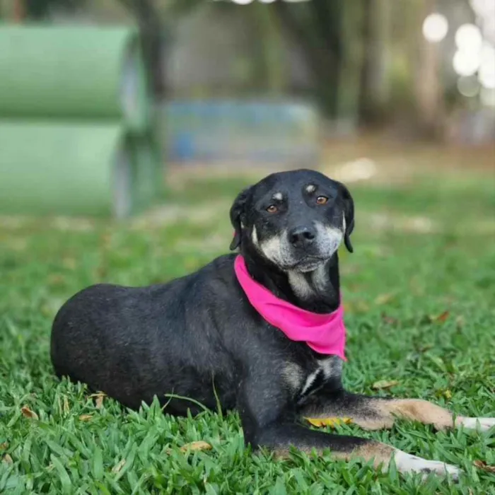 Cachorro ra a srd idade 6 ou mais anos nome NATY
