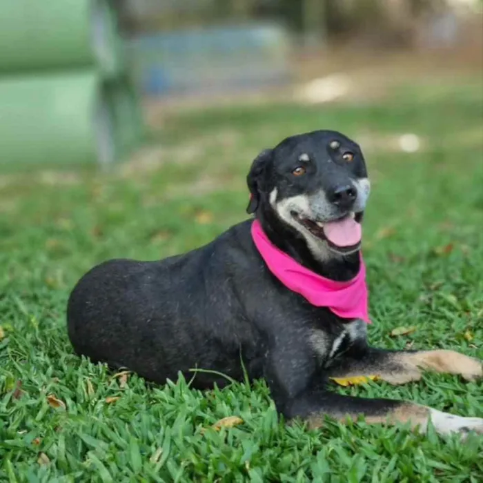Cachorro ra a srd idade 6 ou mais anos nome NATY