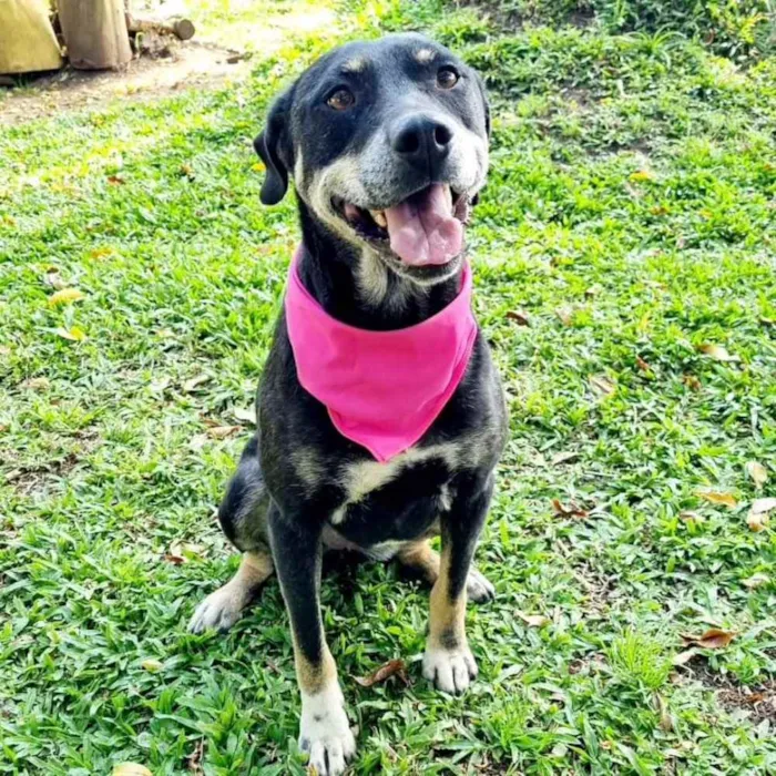 Cachorro ra a srd idade 6 ou mais anos nome NATY