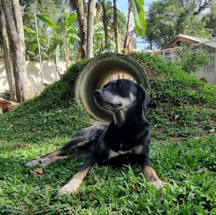 Cachorro ra a srd idade 6 ou mais anos nome NATY