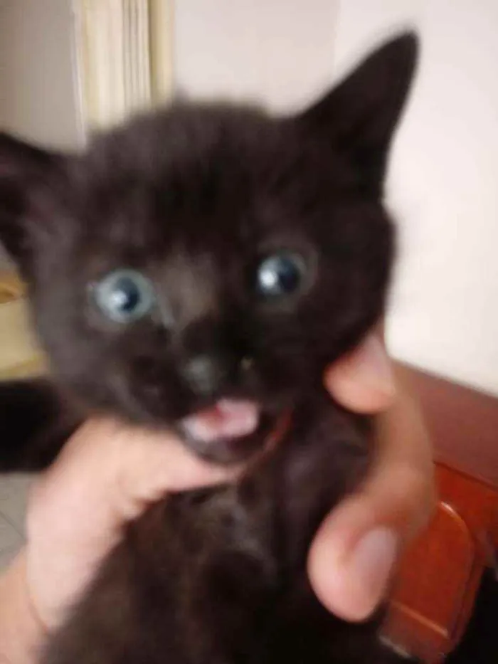 Gato raça SRD idade 2 a 6 meses nome MYA