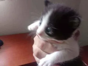 Gato raça SRD idade 2 a 6 meses nome MANU
