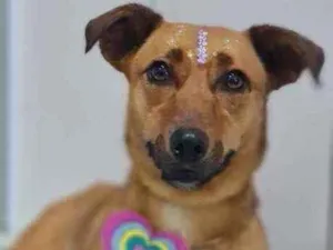 Cachorro raça SRD idade 2 anos nome CARMELA