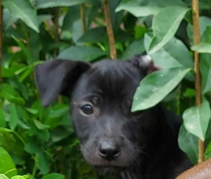 Cachorro ra a Srd idade 2 a 6 meses nome Filhote 2 meses 