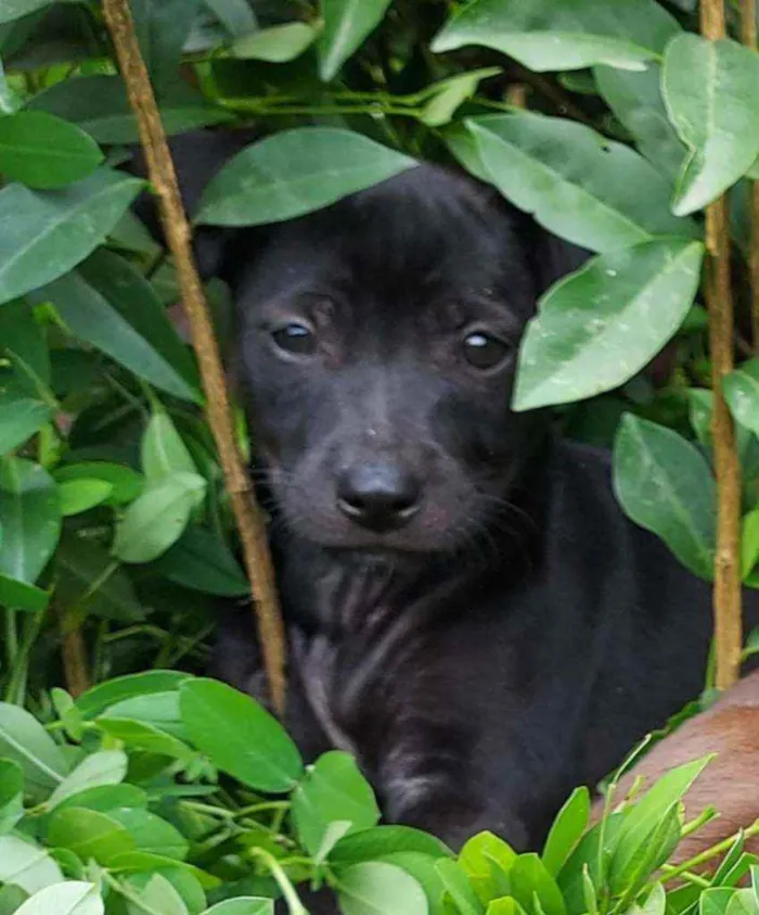 Cachorro ra a Srd idade 2 a 6 meses nome Filhote 2 meses 