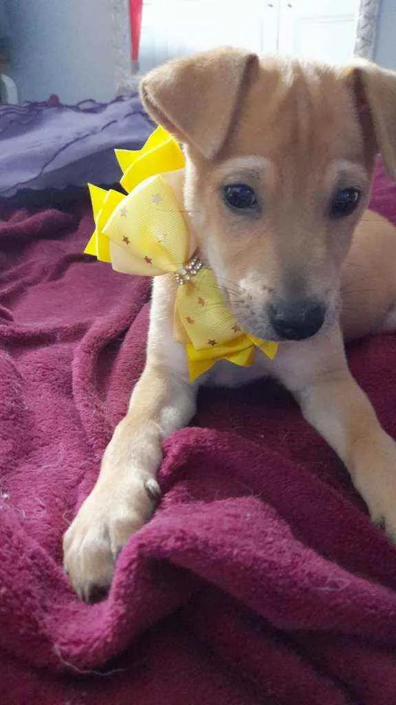 Cachorro ra a Srd idade 2 a 6 meses nome Juliette