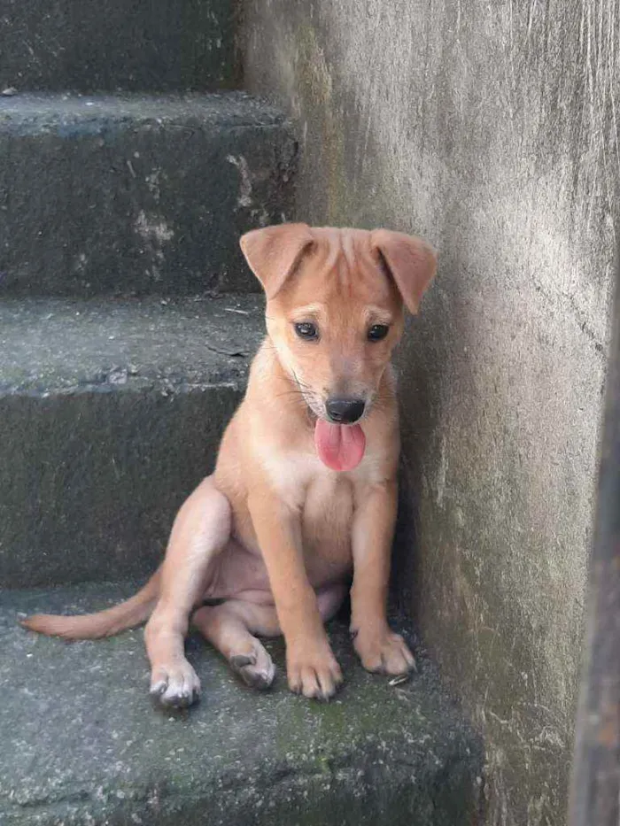 Cachorro ra a Srd idade 2 a 6 meses nome Juliette