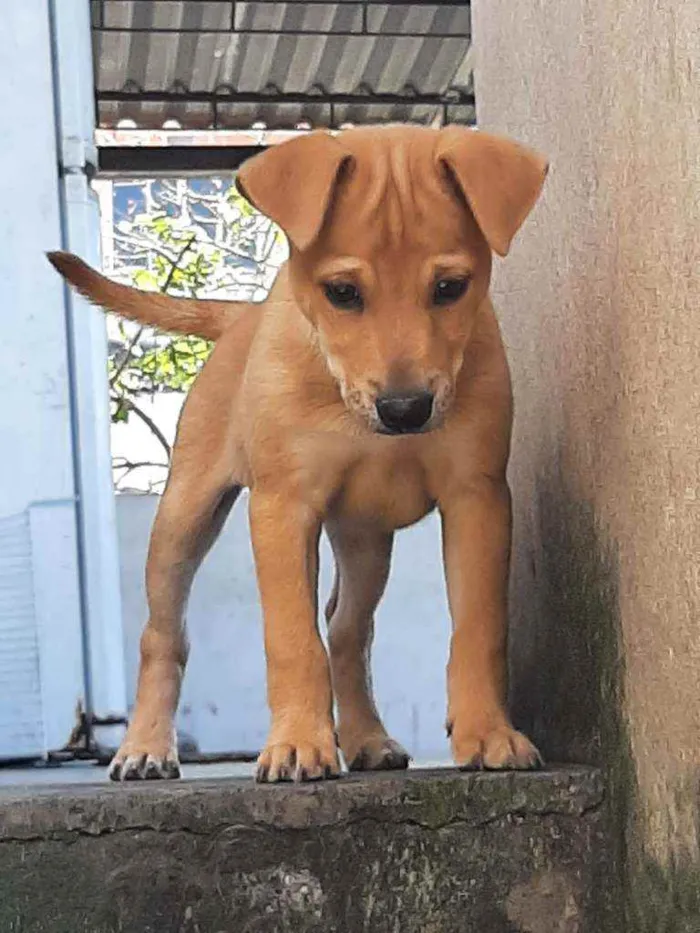 Cachorro ra a Srd idade 2 a 6 meses nome Juliette