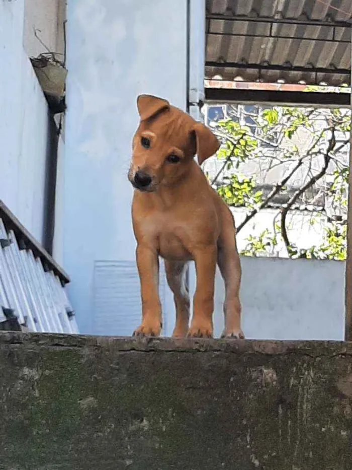 Cachorro ra a Srd idade 2 a 6 meses nome Juliette