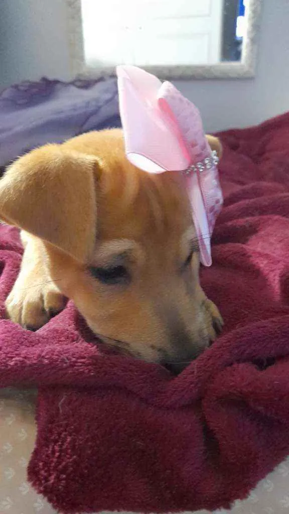 Cachorro ra a Srd idade 2 a 6 meses nome Juliette