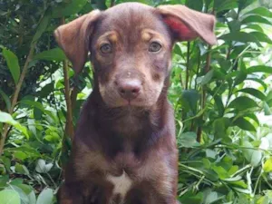 Cachorro raça Srd idade 2 a 6 meses nome Filhote 2 meses 