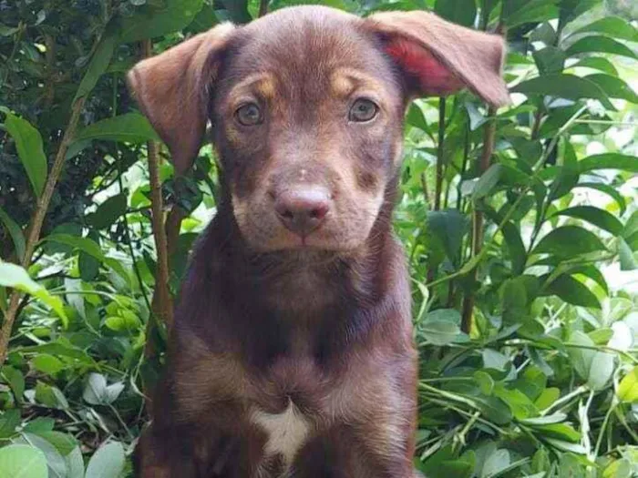 Cachorro ra a Srd idade 2 a 6 meses nome Filhote 2 meses 