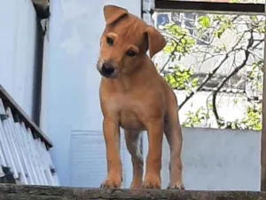 Cachorro raça Srd idade 2 a 6 meses nome Juliette