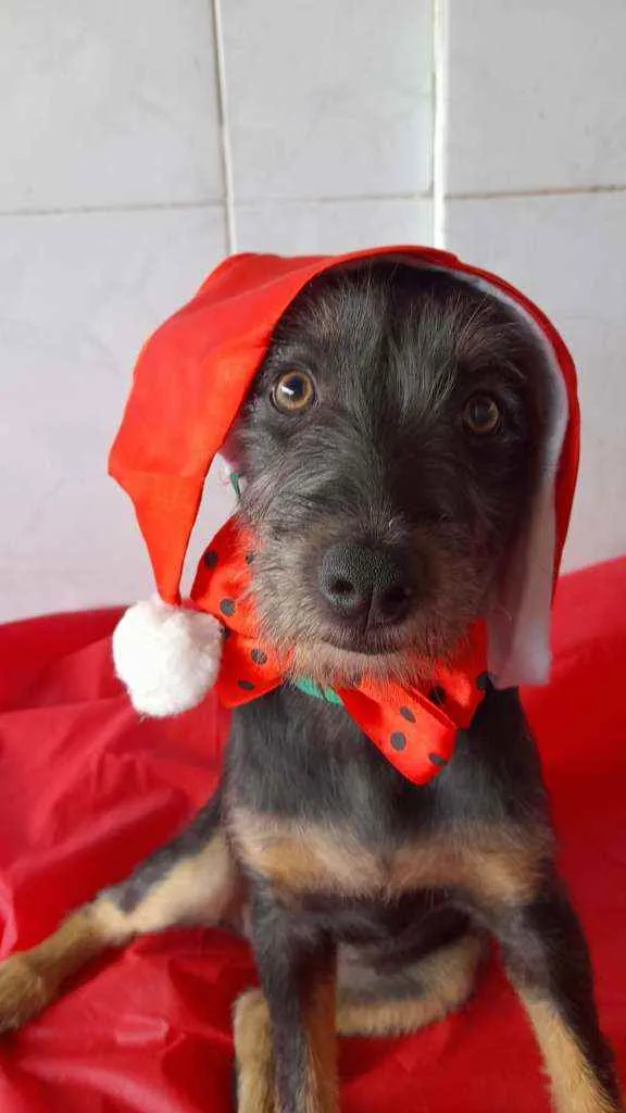 Cachorro ra a Srd idade 2 a 6 meses nome Mia