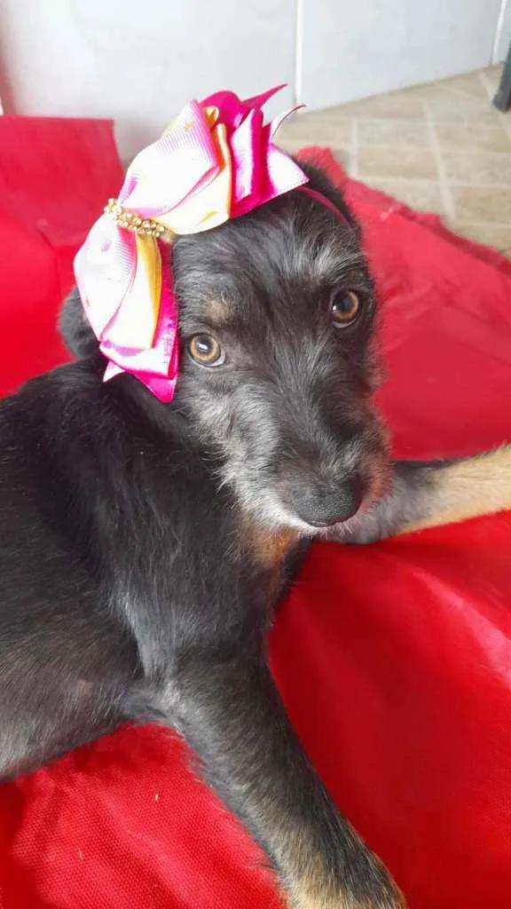 Cachorro ra a Srd idade 2 a 6 meses nome Mia