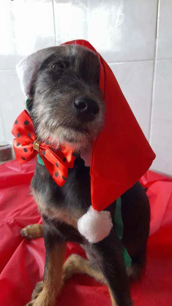 Cachorro ra a Srd idade 2 a 6 meses nome Mia