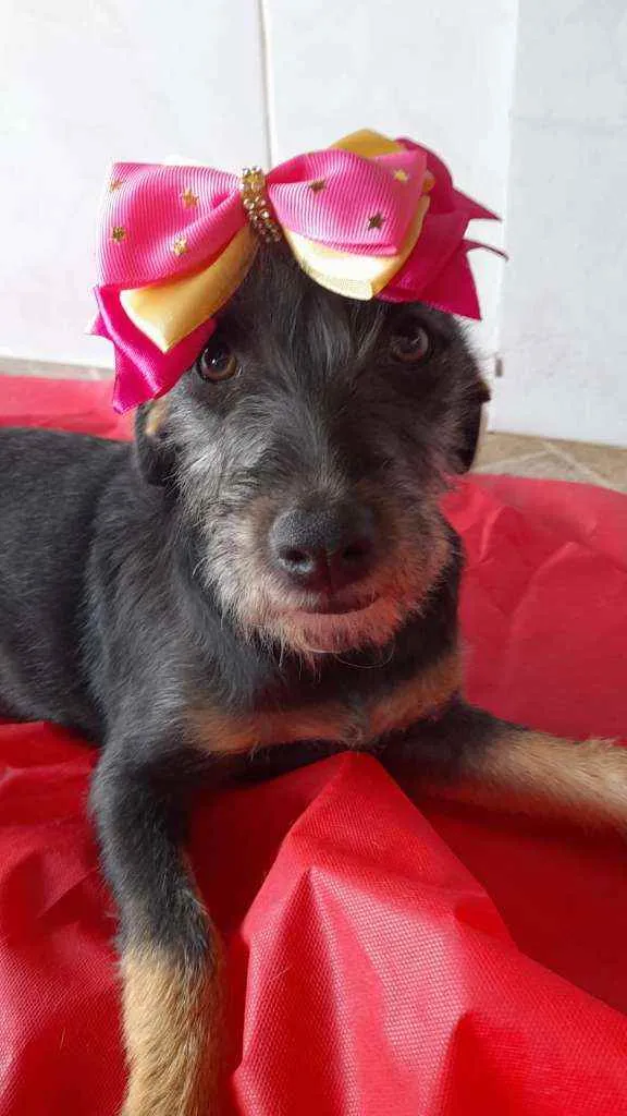 Cachorro ra a Srd idade 2 a 6 meses nome Mia