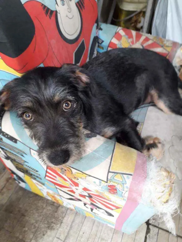 Cachorro ra a Srd idade 2 a 6 meses nome Mia