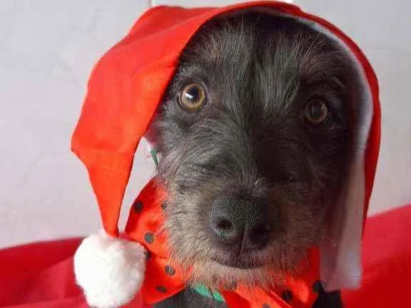 Cachorro ra a Srd idade 2 a 6 meses nome Mia