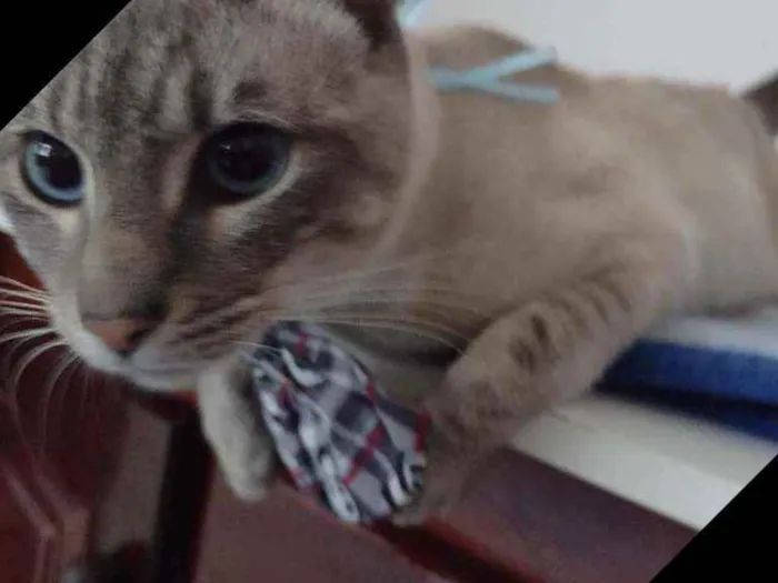 Gato ra a Srd idade 1 ano nome Léo