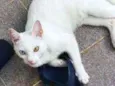 Lili