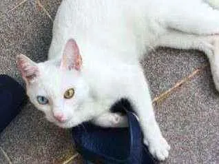 Gato ra a Comum idade 2 anos nome Lili