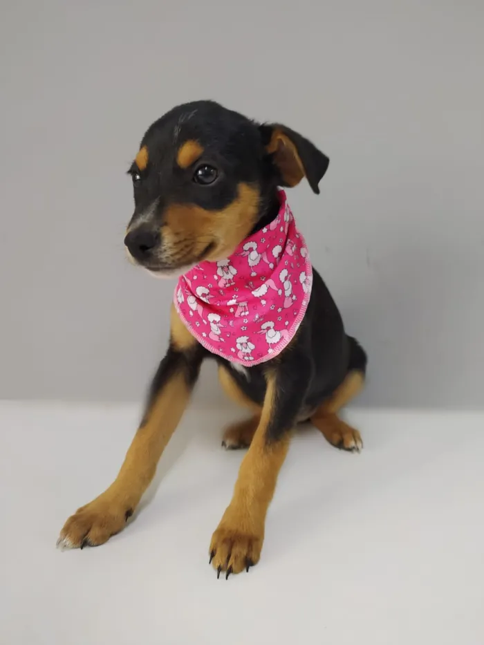 Cachorro raça SRD idade 2 a 6 meses nome ÓRION