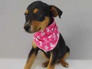 Cachorro raça SRD idade 2 a 6 meses nome ÓRION