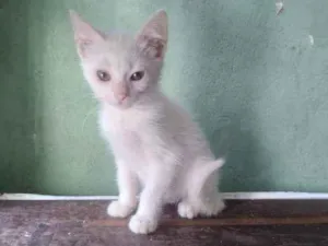 Gato raça SRD idade 2 a 6 meses nome Estrela