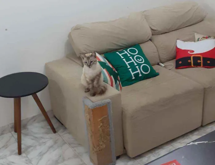 Gato raça SRD idade 2 a 6 meses nome Flan