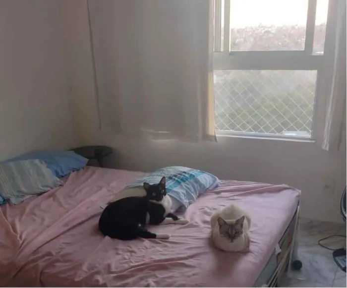 Gato raça SRD idade 2 a 6 meses nome Flan