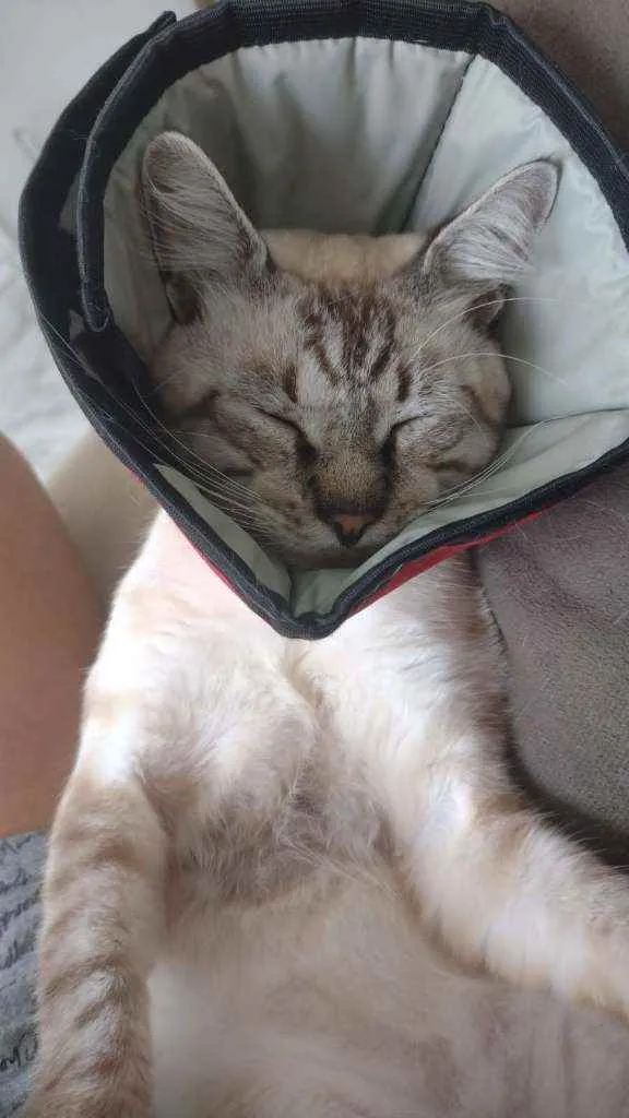 Gato raça SRD idade 2 a 6 meses nome Flan