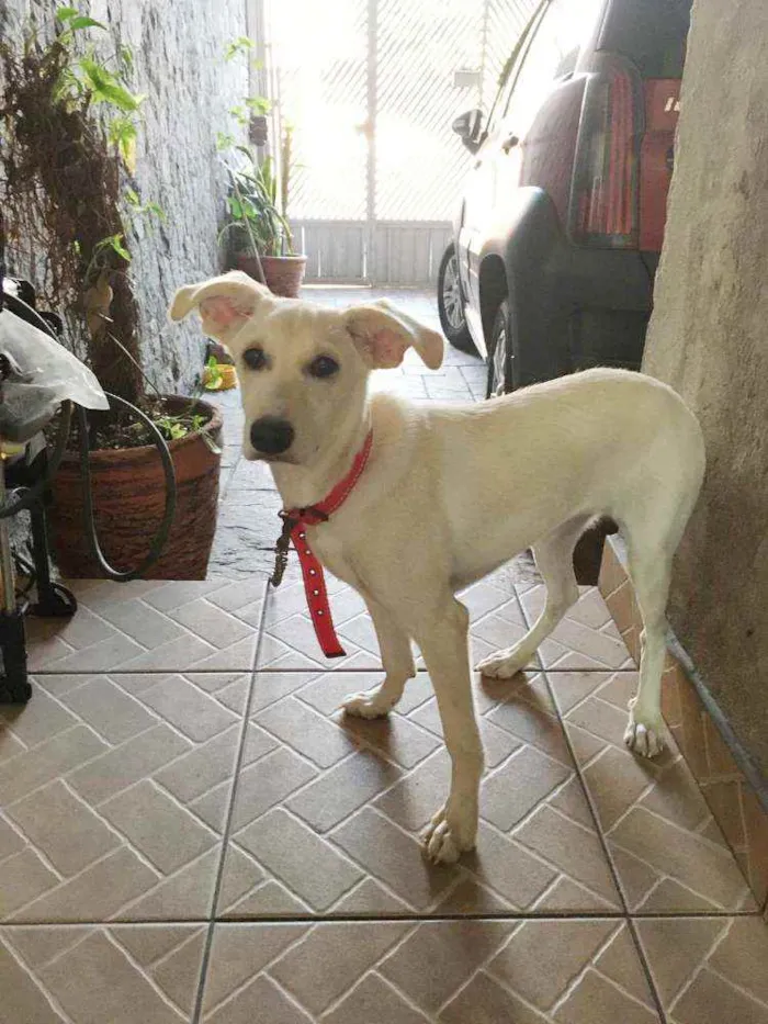Cachorro raça SRD idade 7 a 11 meses nome Sem nome definido 