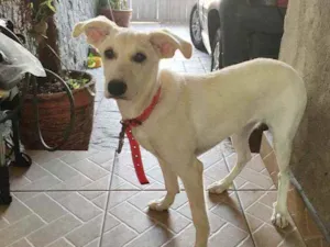 Cachorro raça SRD idade 7 a 11 meses nome Sem nome definido 