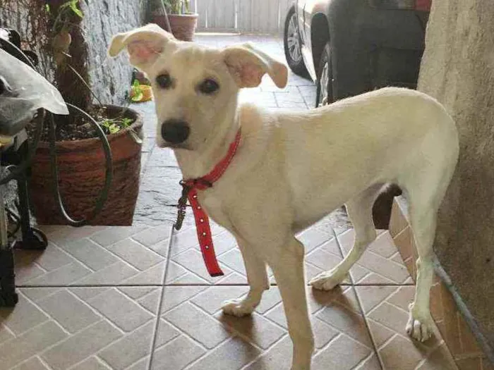 Cachorro raça SRD idade 7 a 11 meses nome Sem nome definido 