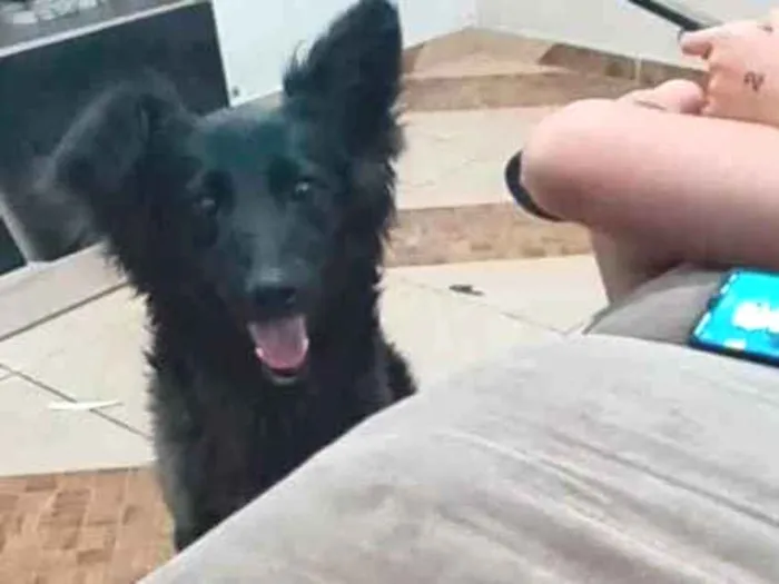 Cachorro ra a Sem raça definida idade 7 a 11 meses nome Esthelar