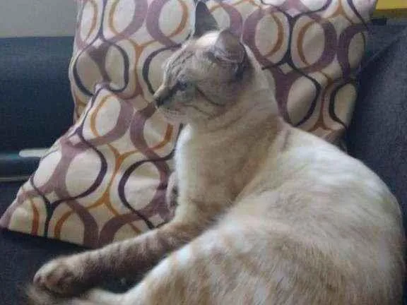 Gato raça SRD idade 2 a 6 meses nome Flan