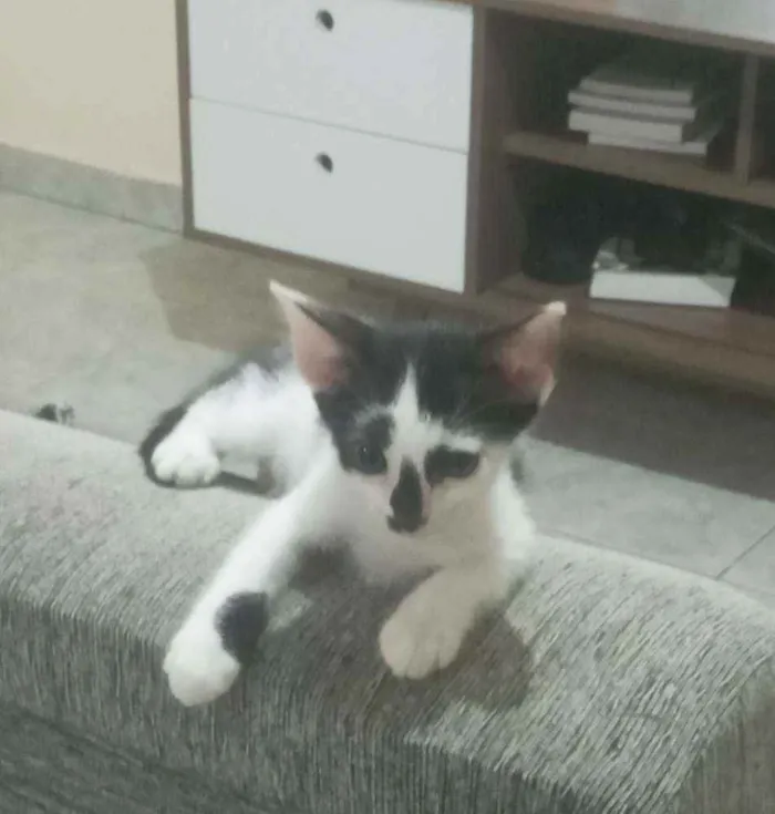 Gato ra a  idade 2 a 6 meses nome Sem nome