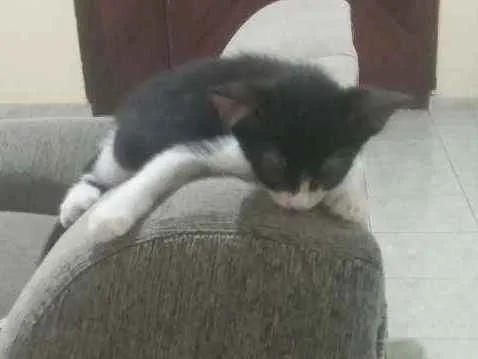 Gato ra a  idade 2 a 6 meses nome Sem nome