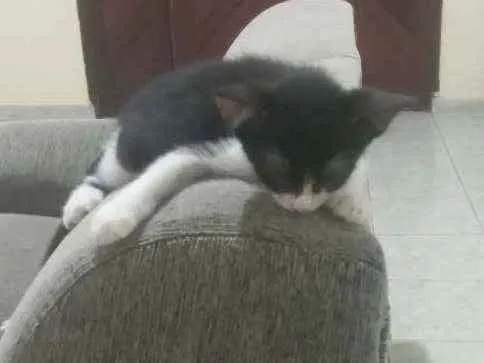 Gato ra a  idade 2 a 6 meses nome Sem nome