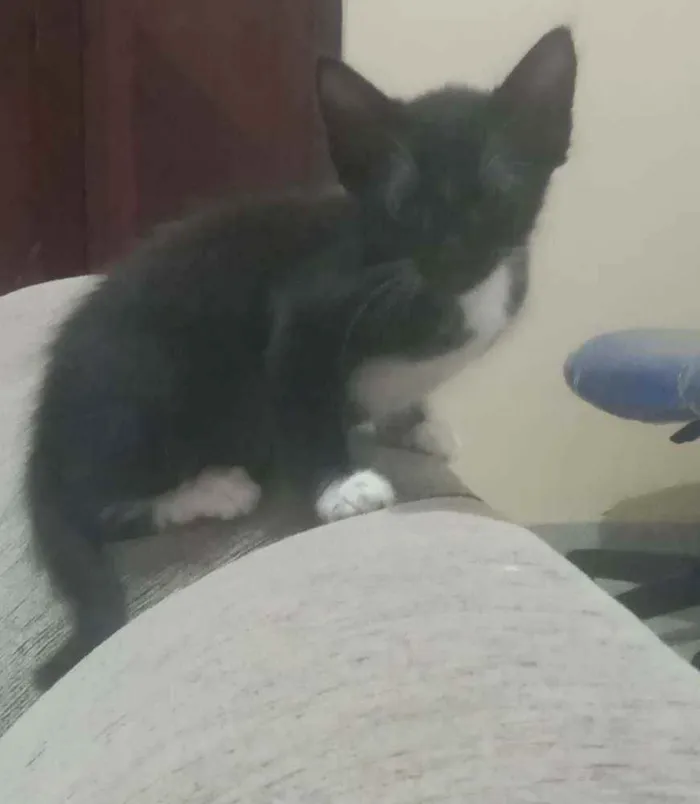 Gato ra a  idade 2 a 6 meses nome Sem nome