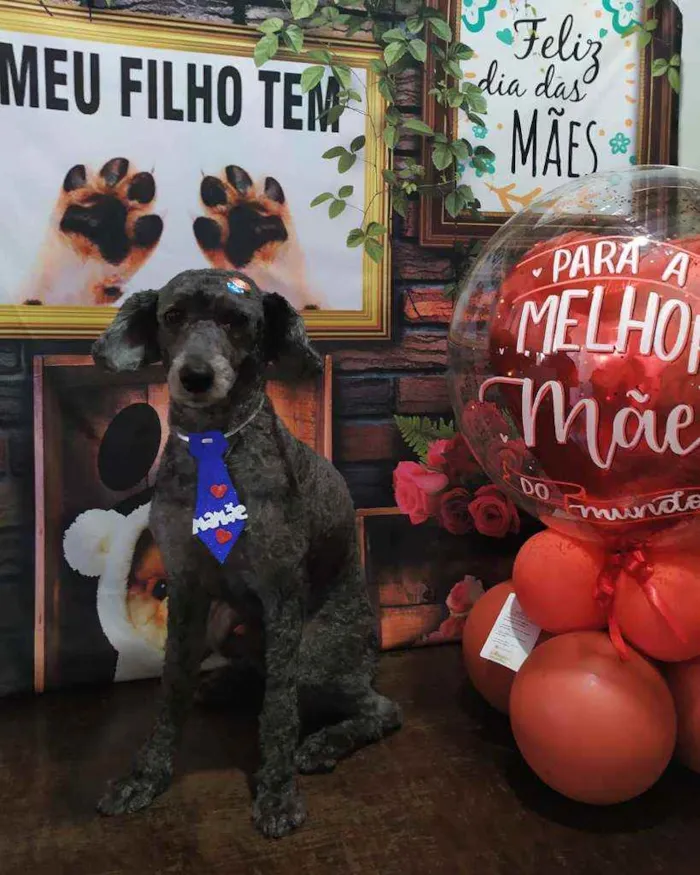 Cachorro ra a Poodle idade 5 anos nome Tayson