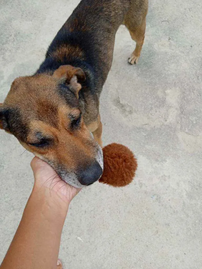 Cachorro ra a Sem raça definida idade 5 anos nome Tedy e grafite 