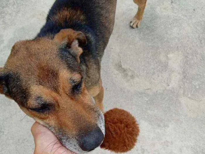 Cachorro ra a Sem raça definida idade 5 anos nome Tedy e grafite 